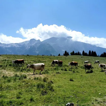 Apartman Alpine Luck Apartment, *