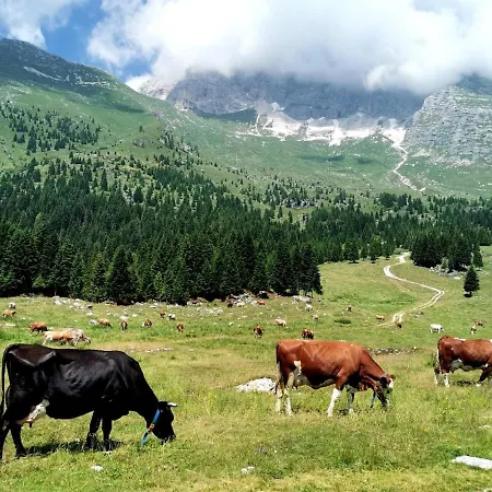 Alpine Luck Apartment, *